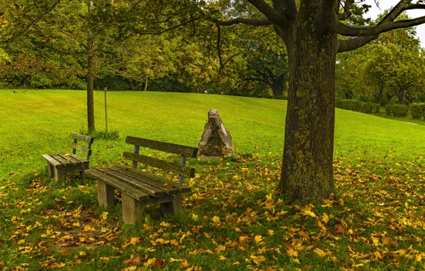 Autumn, leaves, trees, bench, nature, Park