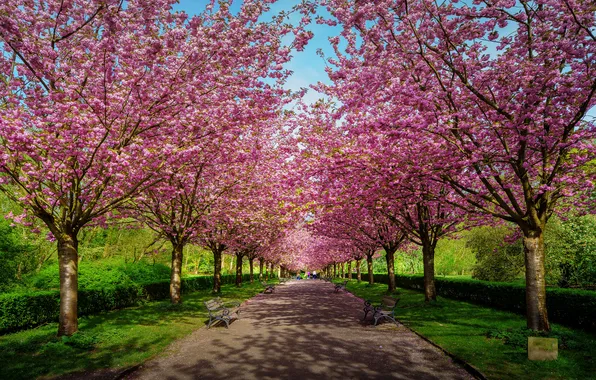 Road, Park, garden, Sakura