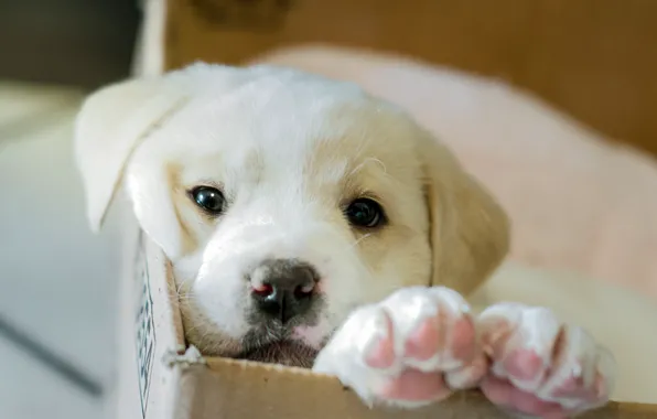 Box, dog, puppy