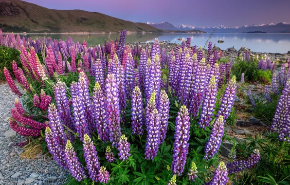 Summer, flowers, mountains, pebbles, lake, hills, shore, glade