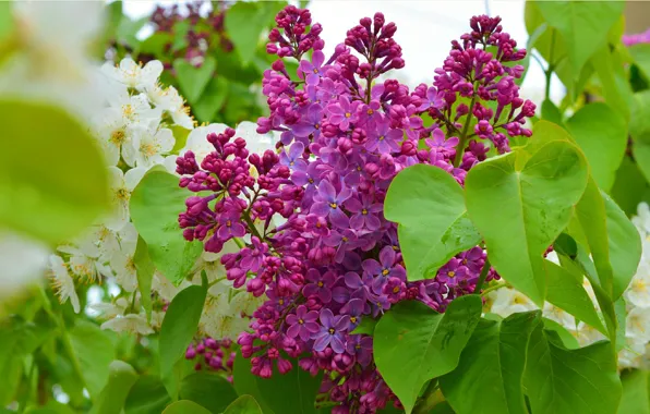 Flowers, spring, flowering, flowers, spring, Flowering