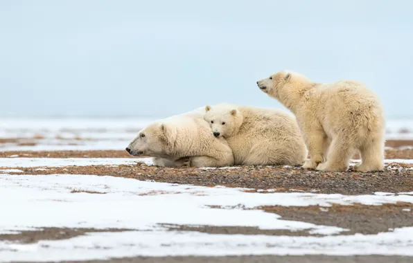 Winter, white, snow, nature, pose, stay, bear, bears