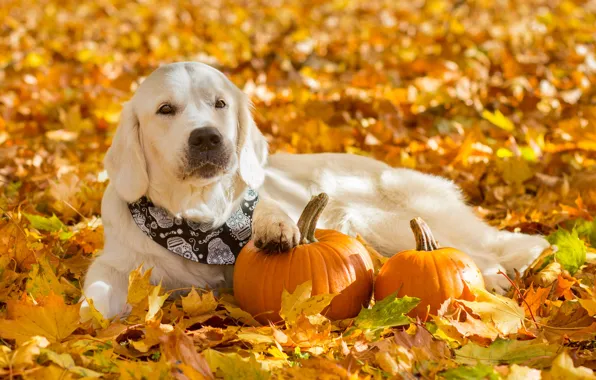 Picture autumn, leaves, foliage, dog, pumpkin, bandana, Golden Retriever, Golden Retriever