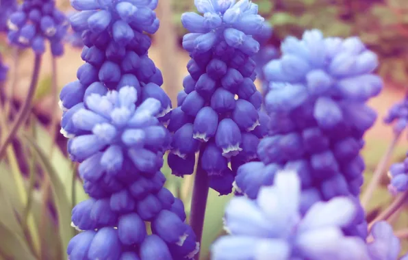 Summer, flowers, blue, Muscari