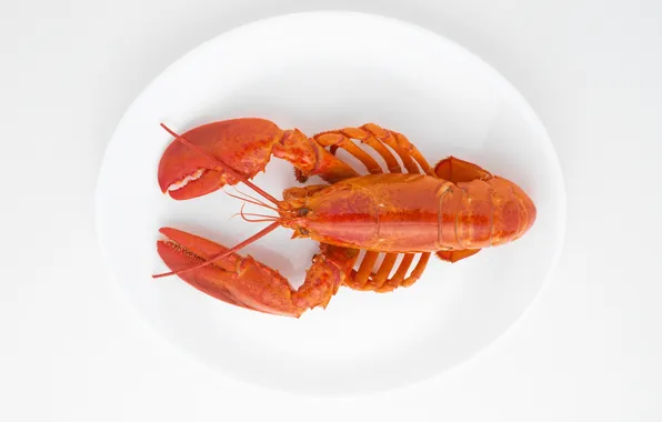 Picture table, plate, Omar, lobster