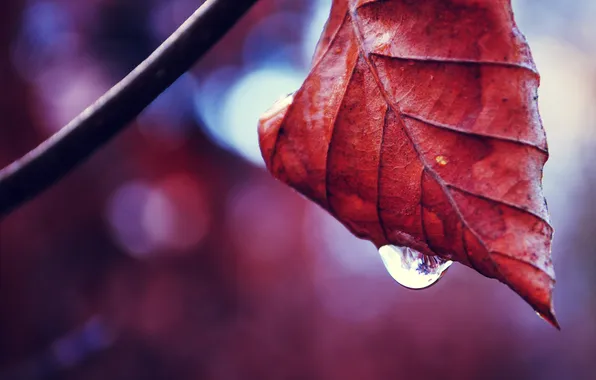 Picture autumn, sheet, drop, branch, bokeh