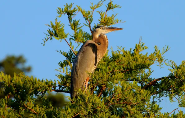 The sky, trees, bird, beak