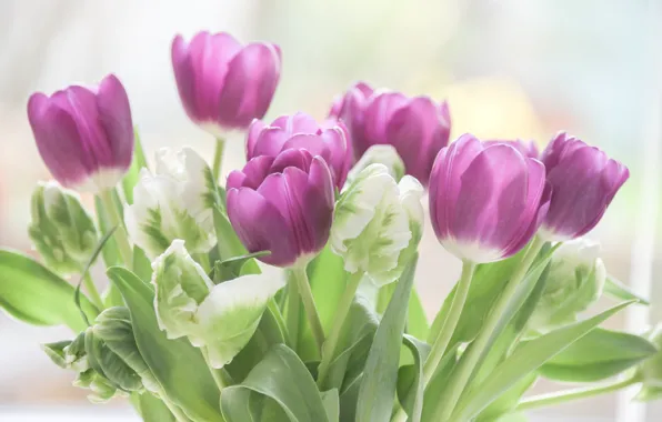 Picture leaves, flowers, background, bouquet, purple, tulips, buds, bokeh