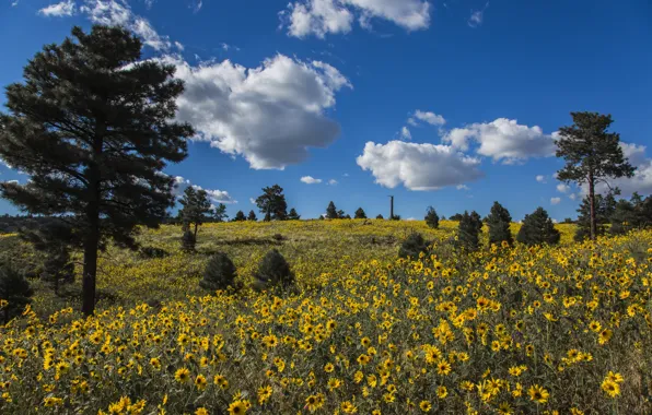 Clouds, trees, flowers, meadow, AZ, pine, Arizona, Coconino National Forest