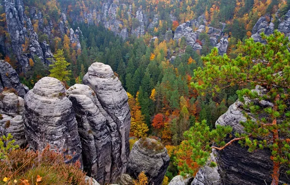 Autumn, forest, trees, stones, rocks, Germany, the view from the top, Saxon Switzerland National Park