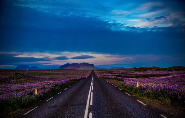Road, landscape, flowers, mountains, nature, field, Iceland, lupins