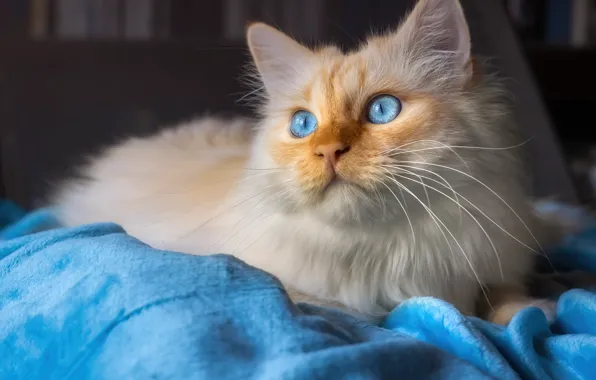 Picture cat, cat, look, face, blue, portrait, blanket, plaid