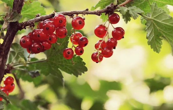 Picture berries, the bushes, currants