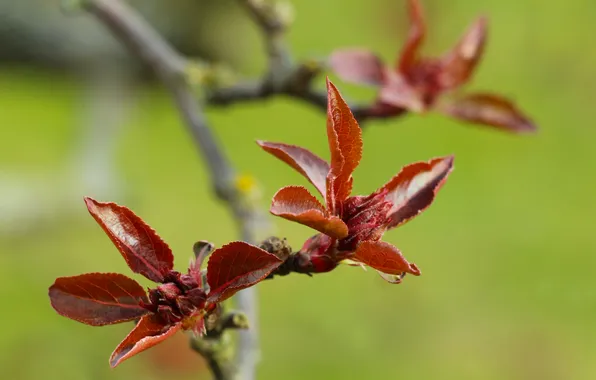 Red, leafs, spring, twig