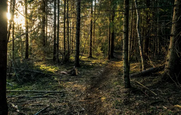 Picture trees, branches, dawn, morning, Forest