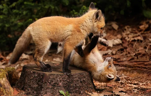 Nature, the game, Fox, Fox, a couple, Fox, cubs