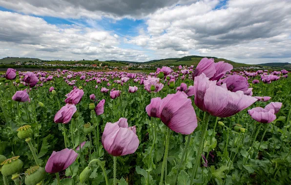 Field, summer, the sky, clouds, landscape, flowers, nature, Maki