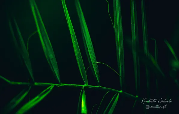 Greens, Palma, photo, plant, date palm