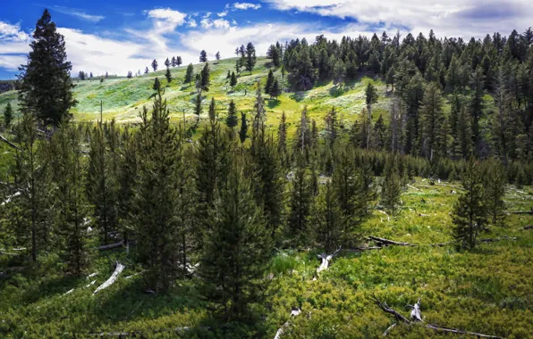 Picture forest, summer, nature