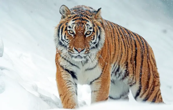 Winter, look, face, snow, tiger, pose, walk