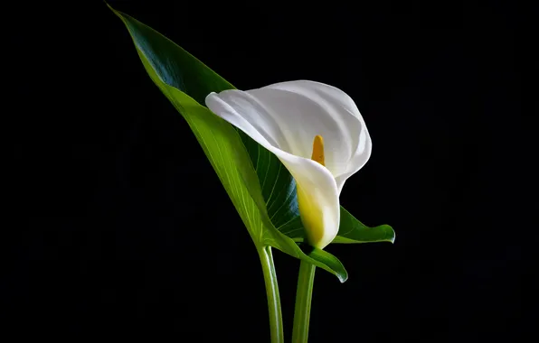 White, flower, leaf, stem, black background, Calla