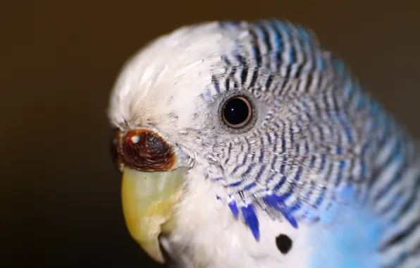 Download wallpaper eyes, parrot, wavy parrot, animal, section macro in ...