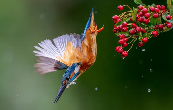 Drops, flight, berries, bird, fruit, green background, Kingfisher, hawthorn