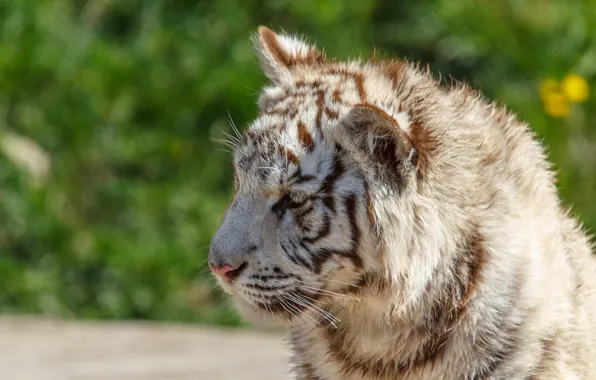 Summer, face, kitty, predator, muzzle, profile, white tiger, cub