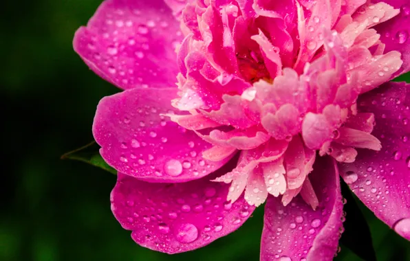 Macro, Flowers, Drops, Pink, Peonies