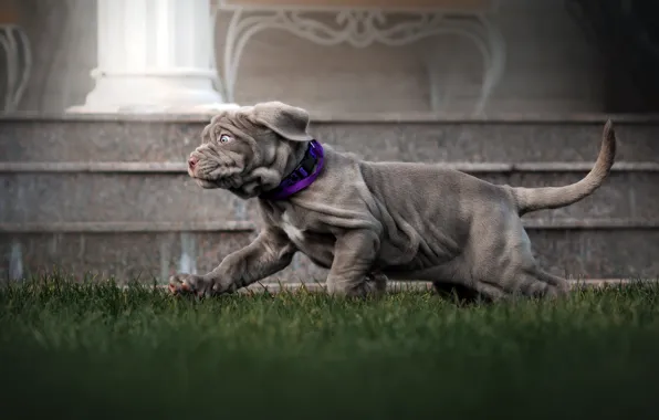 Picture grass, animal, dog, running, puppy, dog, Ekaterina Kikot, mastino