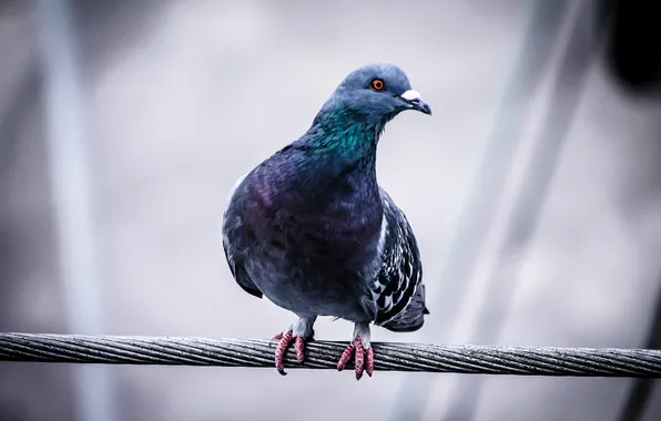 Picture bird, dove, closeup