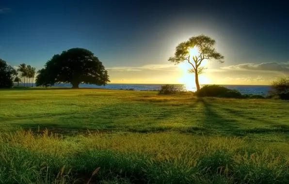 Picture tree, sea, horizon, the sun, clearing