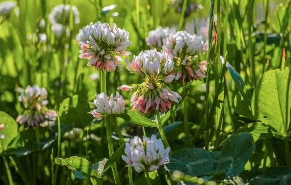 Picture greens, summer, grass, leaves, macro, light, flowers, glade