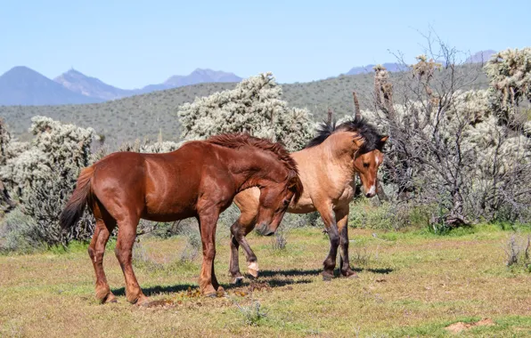 Field, the sky, mountains, nature, pose, hills, horses, horse