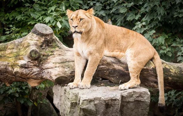 Look, animal, stay, girl, beauty, lioness