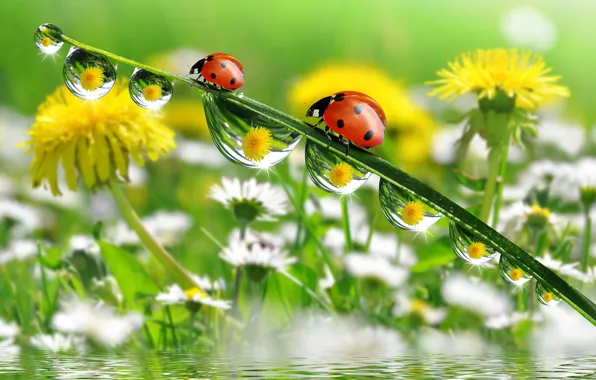 Water, macro, reflection, chamomile, ladybugs, a blade of grass, flowers dandelions