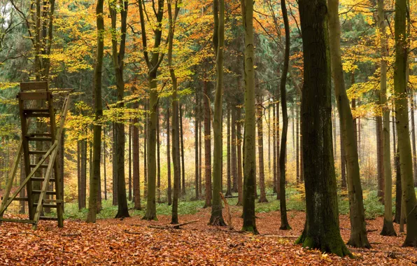 Picture autumn, forest, leaves, trees, yellow, Park, ladder