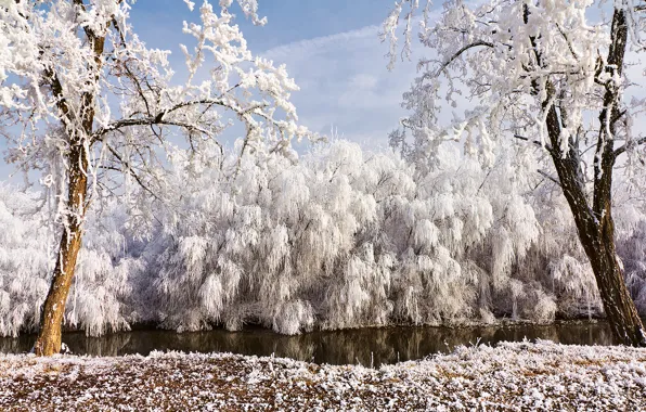 Winter, frost, trees, nature, river, willow