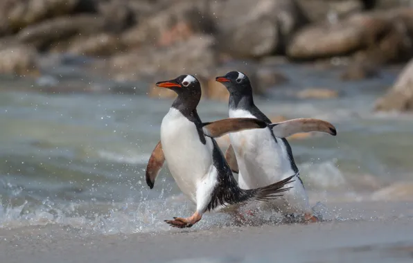 Birds, penguins, running, catch-up