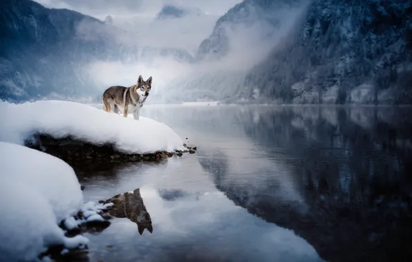 Winter, forest, snow, mountains, fog, lake, reflection, shore