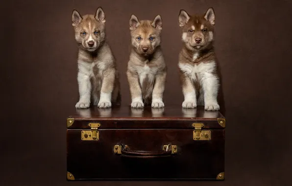 Dogs, look, pose, portrait, puppies, puppy, suitcase, husky