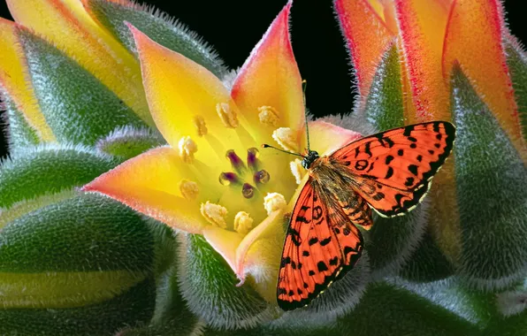 Flower, butterfly, moth