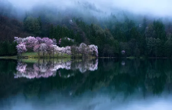 Picture water, trees, Sakura, photographer Comyu Matsuoka, spring bloom