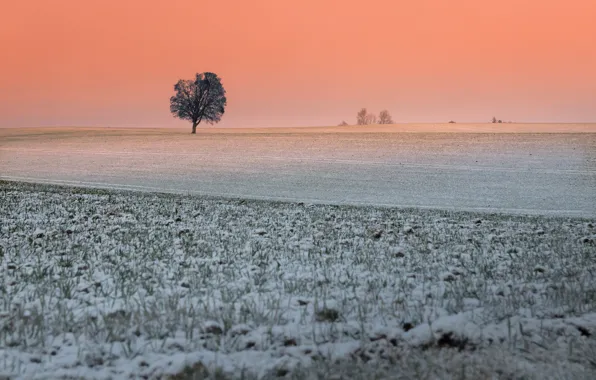 Picture winter, field, sunset