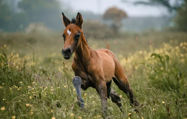 Summer, nature, foal