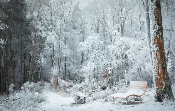 Winter, frost, forest, snow, trees, shop, bench, snowy