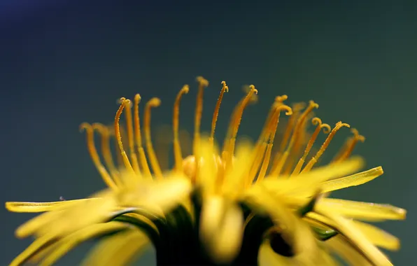 Petals, Colorful, yellow