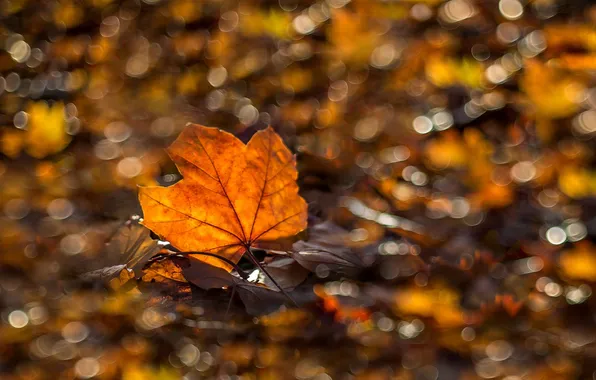 Autumn, nature, sheet