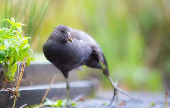 Nature, background, bird