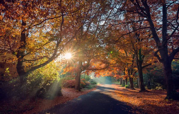 Road, autumn, the sun, rays, trees, landscape, nature, shadows